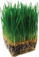Barley Grass & Alfalfa Greens