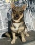 I found Urban Wolf when my 7 month old Swedish Vallhund puppy started loosing weight no matter